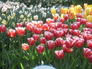 Keukenhof-3